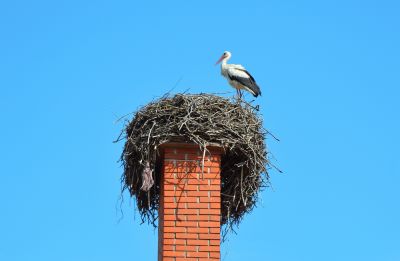 Check the Chimney for Blockages or Nesting Animals!